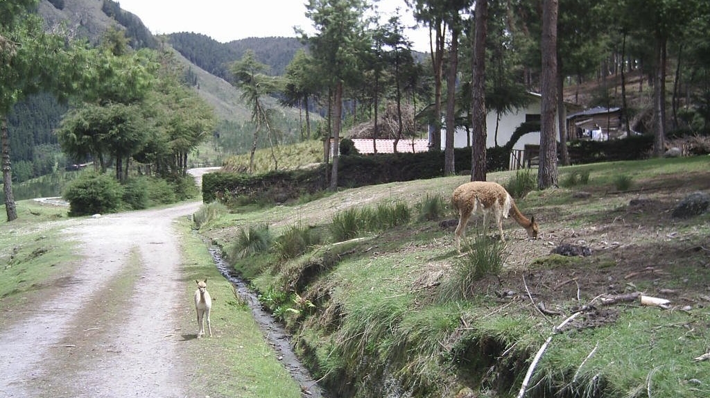 Granja Porcón